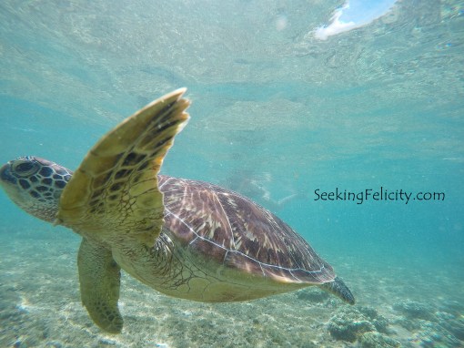 Sea turtle!!! <3