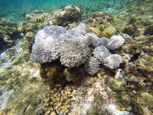 DCIM100GOPROGOPR4154.