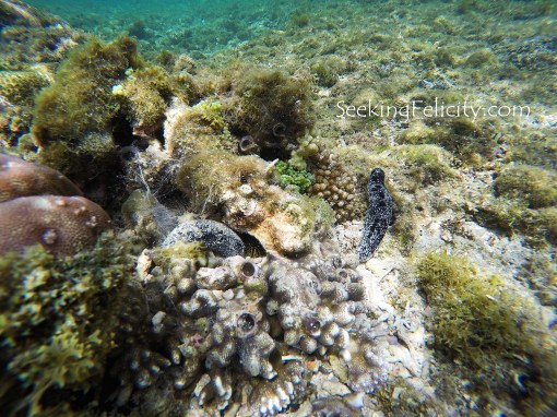 DCIM100GOPROGOPR4155.